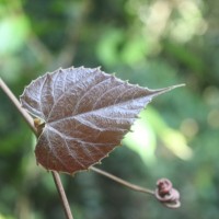 Ampelocissus indica (L.) Planch.